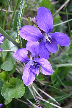 Viola reichenbachiana / Early Dog Violet, F Pyrenees, Eyne 25.6.2008