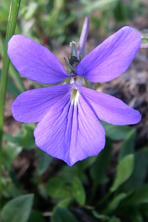 Viola cornuta \ Pyrenen-Stiefmtterchen, Horn-Veilchen, F Pyrenäen, Val de Galbe 27.6.2008