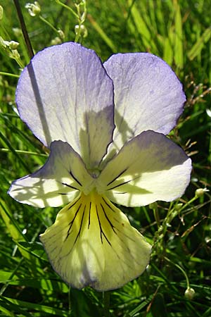 Viola lutea \ Vogesen-Veilchen, Gelbes Alpen-Stiefmtterchen / Mountain Pansy, F Chaume de Chitelet 5.8.2008