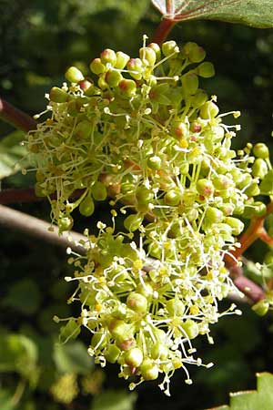 Vitis vinifera \ Weinrebe / Grape Vine, F Millau 29.5.2009