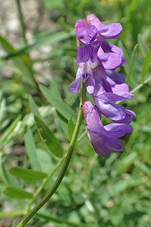 Vicia tenuifolia \ Feinblttrige Wicke, F Pyrenäen, Eyne 4.8.2018