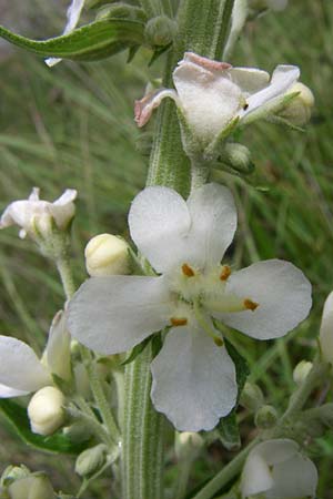 Verbascum lychnitis \ Mehlige Knigskerze / White Mullein, F Pyrenäen/Pyrenees, Col de Pailhères 27.6.2008