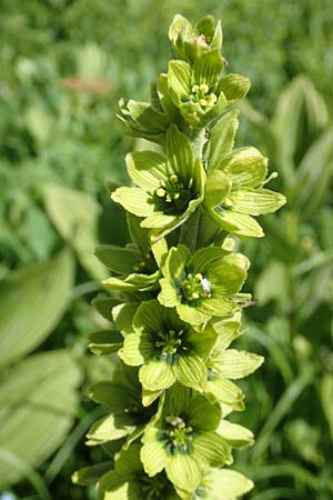 Veratrum album subsp. lobelianum \ Grner Germer, F Col de la Cayolle 9.7.2016