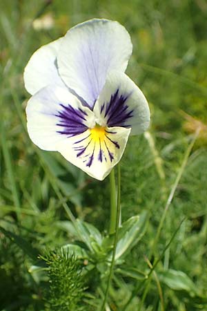 Viola lutea \ Vogesen-Veilchen, Gelbes Alpen-Stiefmtterchen / Mountain Pansy, F Vogesen/Vosges, Grand Ballon 2.7.2018