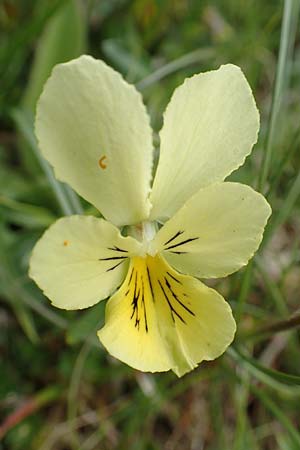 Viola lutea \ Vogesen-Veilchen, Gelbes Alpen-Stiefmtterchen / Mountain Pansy, F Vogesen/Vosges, Grand Ballon 18.6.2019