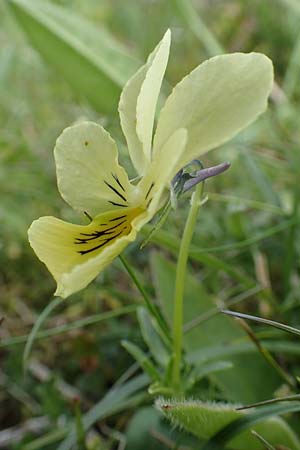 Viola lutea \ Vogesen-Veilchen, Gelbes Alpen-Stiefmtterchen / Mountain Pansy, F Vogesen/Vosges, Grand Ballon 18.6.2019