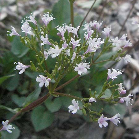 Valeriana montana / Mountain Valerian, F Serres 10.6.2006