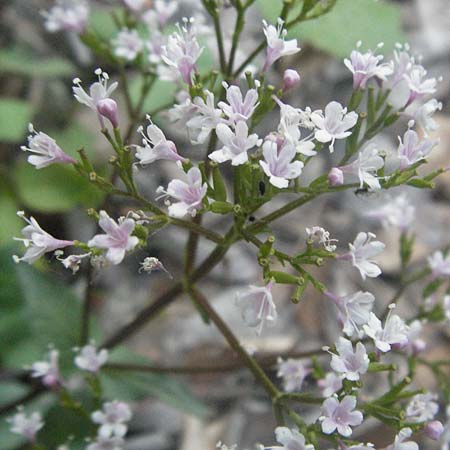 Valeriana montana \ Berg-Baldrian, F Serres 10.6.2006