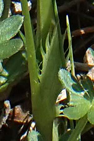 Viola montana \ Berg-Veilchen, F Sisteron 4.5.2023