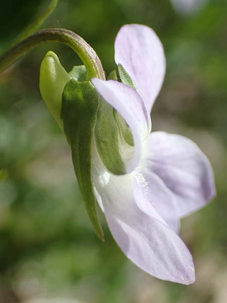 Viola montana \ Berg-Veilchen, F Sisteron 4.5.2023