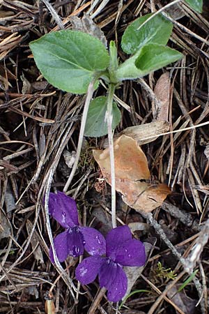 Viola odorata \ Wohlriechendes Veilchen, Mrz-Veilchen / Sweet Violet, F Col de Vars 30.4.2023