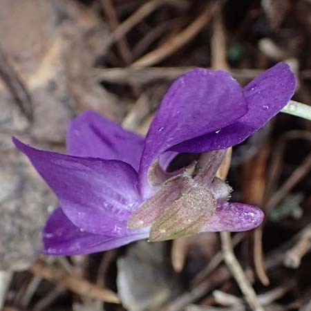 Viola odorata \ Wohlriechendes Veilchen, Mrz-Veilchen / Sweet Violet, F Col de Vars 30.4.2023