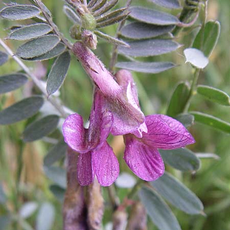 Vicia pannonica subsp. striata \ Gestreifte Wicke, F Pyrenäen, Osseja 26.6.2008