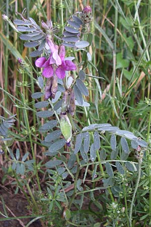 Vicia pannonica subsp. striata \ Gestreifte Wicke / Hungarian Vetch, F Pyrenäen/Pyrenees, Osseja 26.6.2008