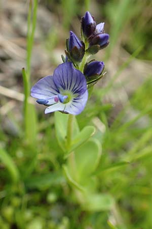 Veronica serpyllifolia \ Quendelblttriger Ehrenpreis, Thymian-Ehrenpreis, F Col de la Bonette 8.7.2016