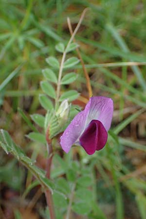 Vicia sativa var. sativa / Common Vetch, F Col d'Eze 1.5.2023