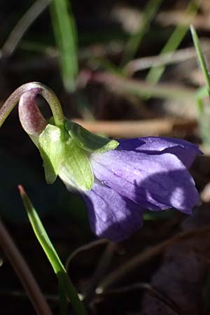 Viola suavis \ Blau-Veilchen, Duftendes Veilchen, F Remollon 15.3.2024