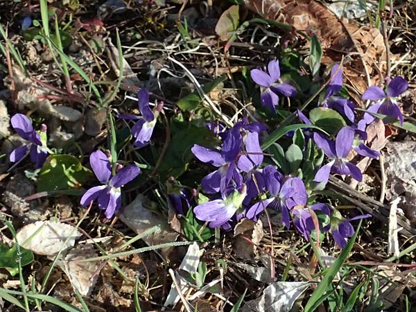 Viola suavis \ Blau-Veilchen, Duftendes Veilchen / Russian Violet, F Remollon 15.3.2024