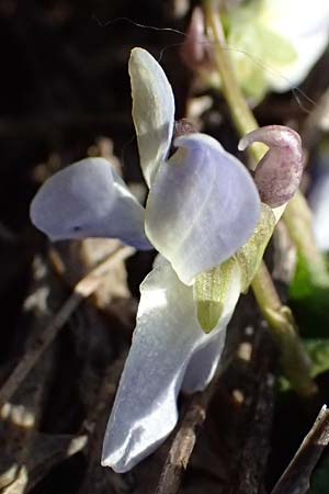 Viola suavis \ Blau-Veilchen, Duftendes Veilchen / Russian Violet, F Remollon 15.3.2024