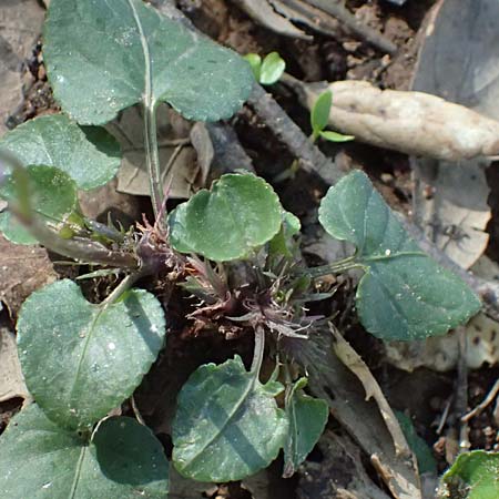 Viola suavis \ Blau-Veilchen, Duftendes Veilchen / Russian Violet, F Maures, Les Mayons 15.3.2024