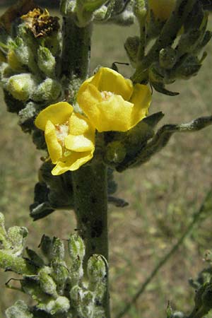 Verbascum thapsus \ Kleinbltige Knigskerze / Great Mullein, Aaron's Rod, F Rochefort-en-Valdaine 10.6.2006