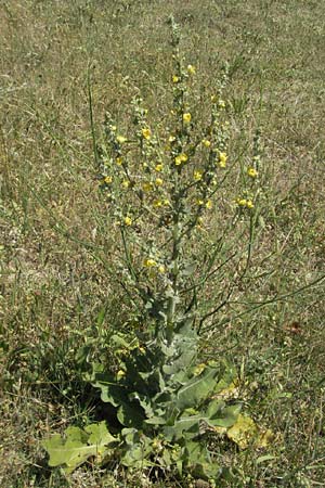 Verbascum thapsus / Great Mullein, Aaron's Rod, F Rochefort-en-Valdaine 10.6.2006