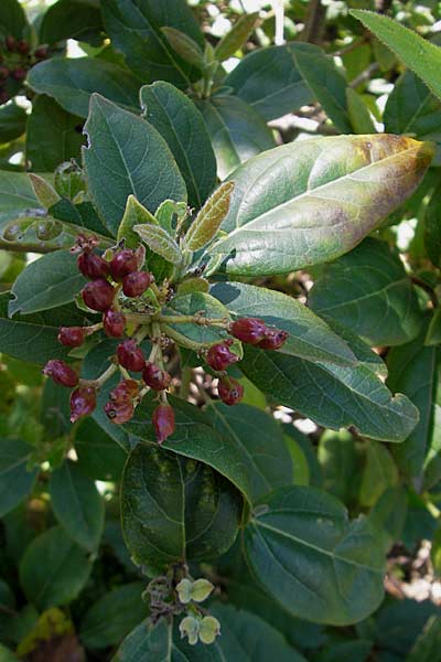 Viburnum tinus \ Lorbeer-Schneeball, F Saint-Guilhem-le-Desert 1.6.2009