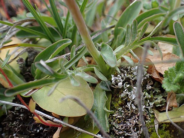 Valeriana tuberosa \ Knolliger Baldrian, F Champcella 29.4.2023