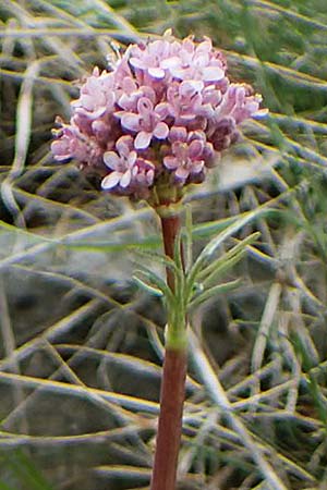 Valeriana tuberosa \ Knolliger Baldrian / Tuberous Valerian, F Champcella 29.4.2023