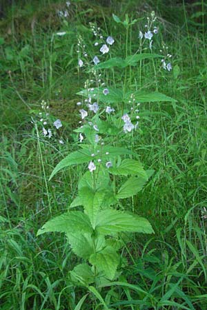 Veronica urticifolia \ Nessel-Ehrenpreis / Nettle-Leaved Speedwell, F Allevard 11.6.2006