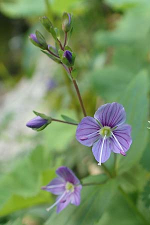 Veronica urticifolia \ Nessel-Ehrenpreis, F Pyrenäen, Eyne 4.8.2018