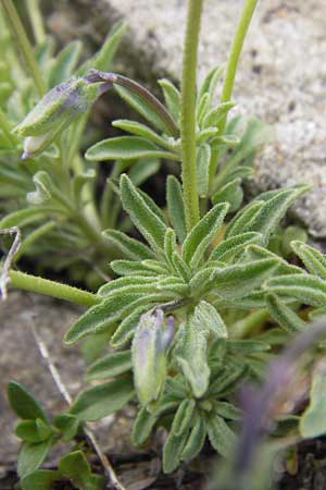 Viola valderia \ Seealpen-Veilchen / Piemontain Violet, F Col de la Bonette 8.7.2016