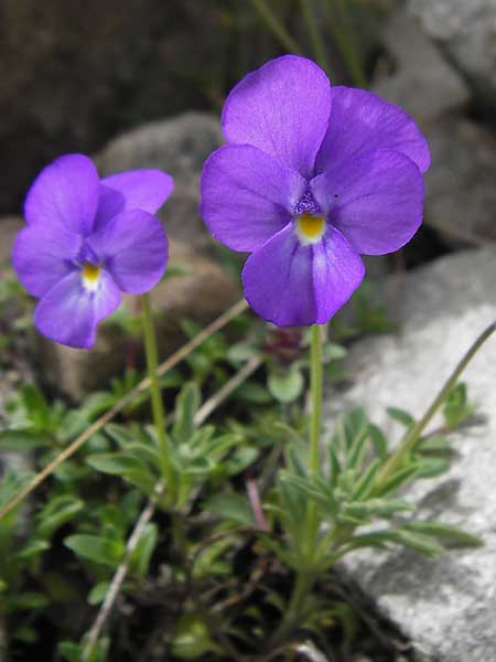 Viola valderia \ Seealpen-Veilchen / Piemontain Violet, F Col de la Bonette 8.7.2016