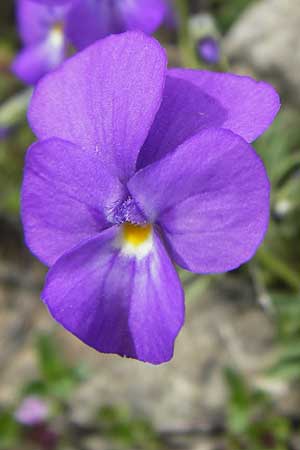 Viola valderia \ Seealpen-Veilchen, F Col de la Bonette 8.7.2016