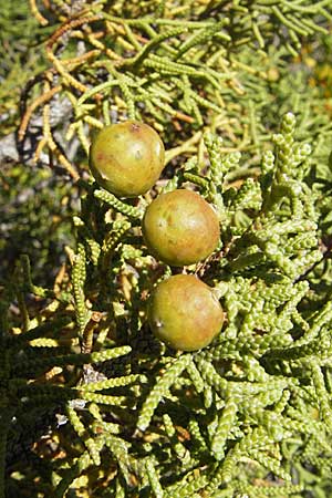 Juniperus phoenicea / Phoenicean Juniper, F Le Rozier (Tarn) 28.5.2009