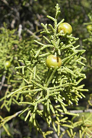 Juniperus phoenicea / Phoenicean Juniper, F Le Rozier (Tarn) 28.5.2009