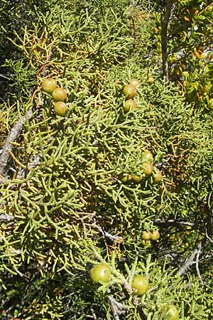 Juniperus phoenicea \ Phnizischer Wacholder, F Le Rozier (Tarn) 28.5.2009