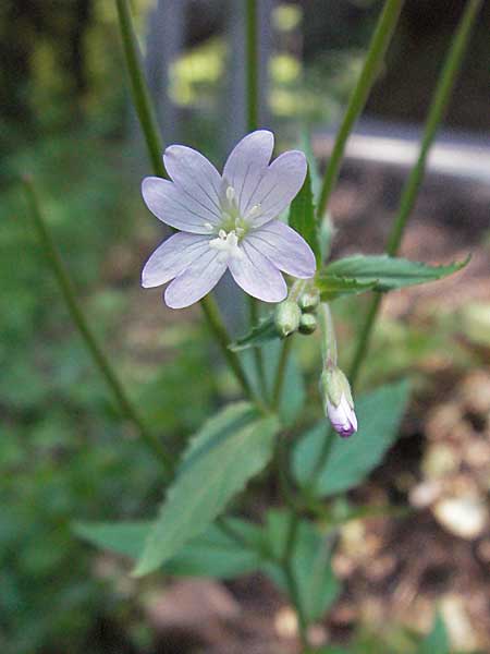 Epilobium montanum \ Berg-Weidenrschen / Broad-Leaved Willowherb, F Allevard 11.6.2006