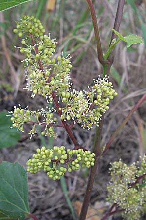 Vitis vinifera / Grape Vine, F Camargue 13.5.2007