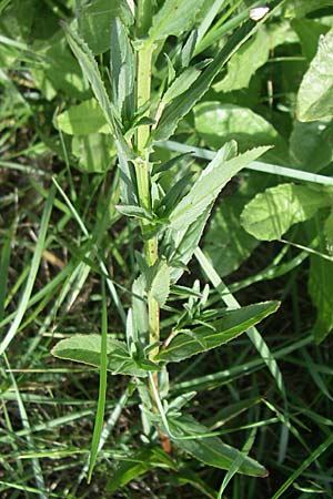 Epilobium tetragonum \ Vierkantiges Weidenrschen, F Toreilles 24.6.2008