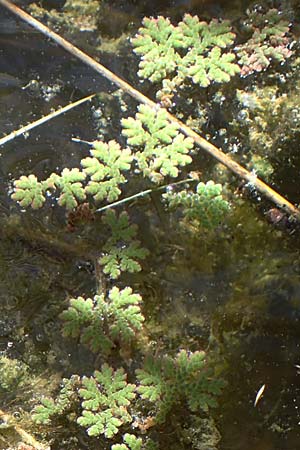 Azolla filiculoides / Water Fern, F Camargue,  Mas-Thibert 2.5.2023