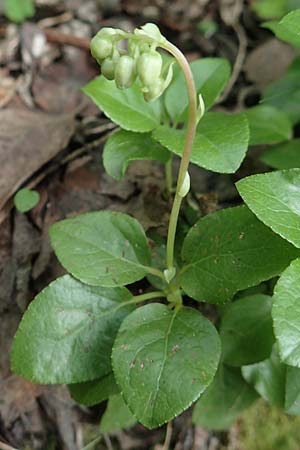 Pyrola minor / Common Wintergreen, F Pyrenees, Canigou 24.7.2018