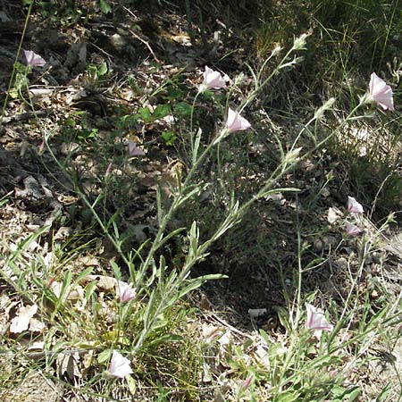 Convolvulus cantabrica \ Kantabrische Winde / Southern Bindweed, F Millau 8.6.2006