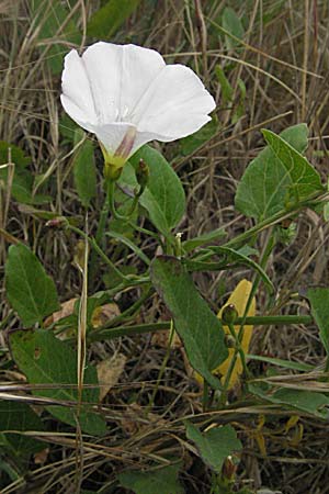 Convolvulus arvensis \ Acker-Winde / Field Bindweed, F Camargue 13.5.2007