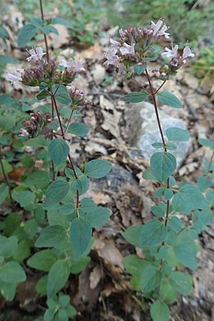 Origanum vulgare \ Wilder Majoran, Dost / Wild Marjoram, F Pyrenäen/Pyrenees, Caranca - Schlucht / Gorge 30.7.2018