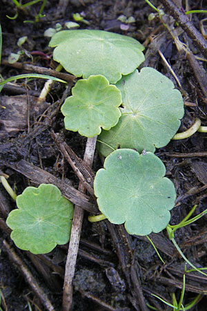 Hydrocotyle vulgaris \ Gewhnlicher Wassernabel / Marsh Pennywort, F Bitche 28.7.2009