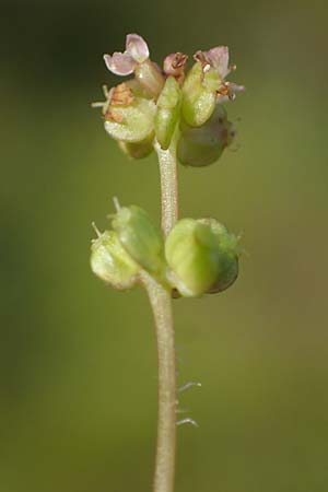 Hydrocotyle vulgaris \ Gewhnlicher Wassernabel / Marsh Pennywort, F Bitche 15.8.2021