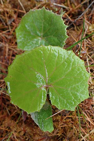 Petasites albus \ Weie Pestwurz, F Guillaumes 30.4.2023