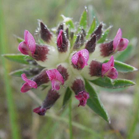 Anthyllis vulneraria subsp. praepropera / Red Kidney Vetch, F Causse du Larzac 16.5.2007