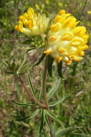 Anthyllis vulneraria subsp. polyphylla \ Steppen-Wundklee, Ungarischer Wundklee / Many-Leaved Kidney Vetch, F Causse du Larzac 3.6.2009